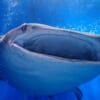 中国、メカジンベエザメを開発して水族館で”本物”として泳がせてしまうｗｗｗｗｗｗｗｗｗ