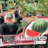 【画像】シャアみたいなスイカが発見されるｗｗｗｗｗｗｗｗｗ